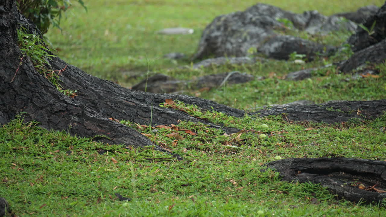비 아래 젖은 열대 나무 뿌리, 푸른 풀, 큰 돌