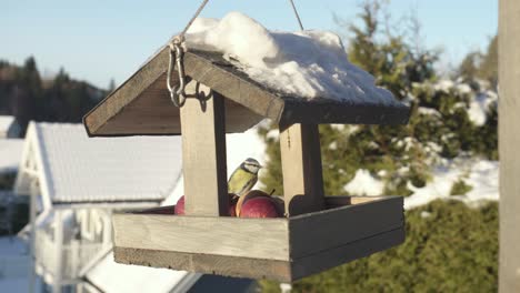 great tit and eurasian blue tit birds perch on a birdhouse feeder with fruits