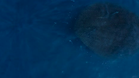 drone view of dorado and mahi mahi circling around a school of sardines