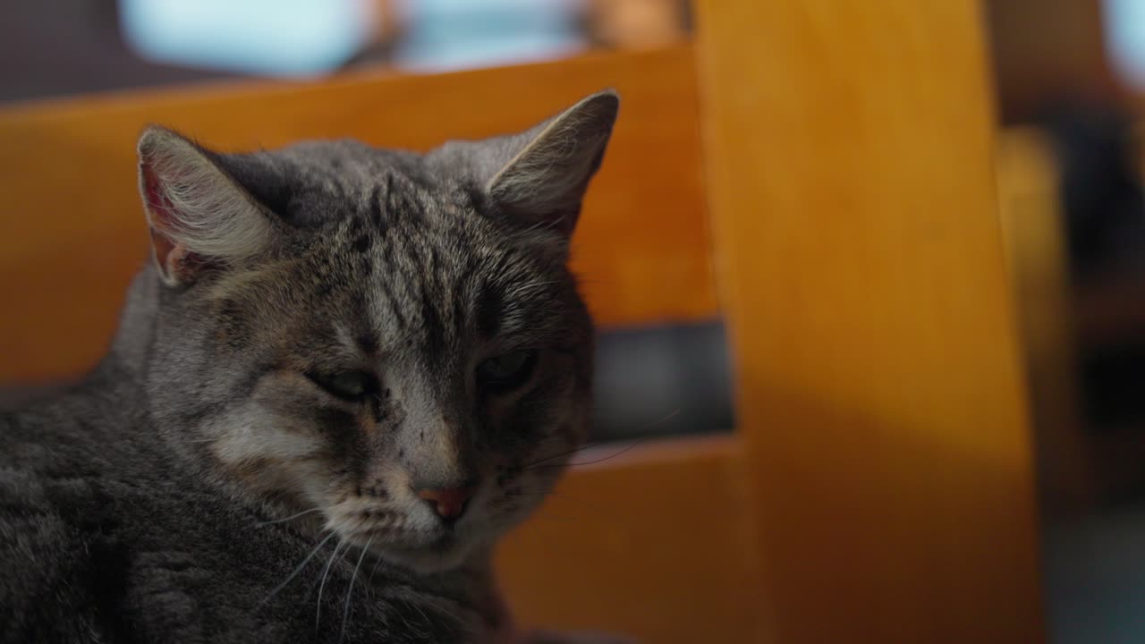 Cozy grey cat in a bed in Castro, Chilo&eacute; south of Chile