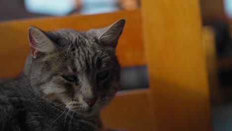 Cozy-grey-cat-in-a-bed-in-Castro,-Chiloé-south-of-Chile