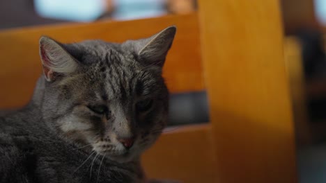 cozy grey cat in a bed in castro, chiloé south of chile