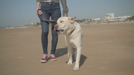 Cropped-shot-of-woman-strolling-with-dog-on-sandy-beach.