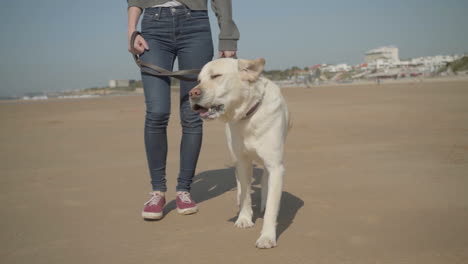 una foto recortada de una mujer paseando con un perro en una playa de arena.