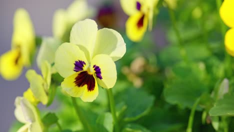 video showcases viola flowers caressed by autumn's warm breeze