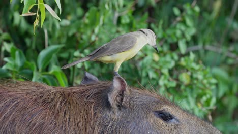 Pequeño-Y-Lindo-Tirano-De-Ganado,-Machetornis-Rixosa-Se-Lanza-Sobre-La-Cabeza-De-Un-Capibara-Salvaje-Y-Vuela-Hacia-La-Naturaleza-Salvaje,-Primer-Plano-Extremo-De-La-Naturaleza-Salvaje-En-El-Pantanal,-América-Del-Sur