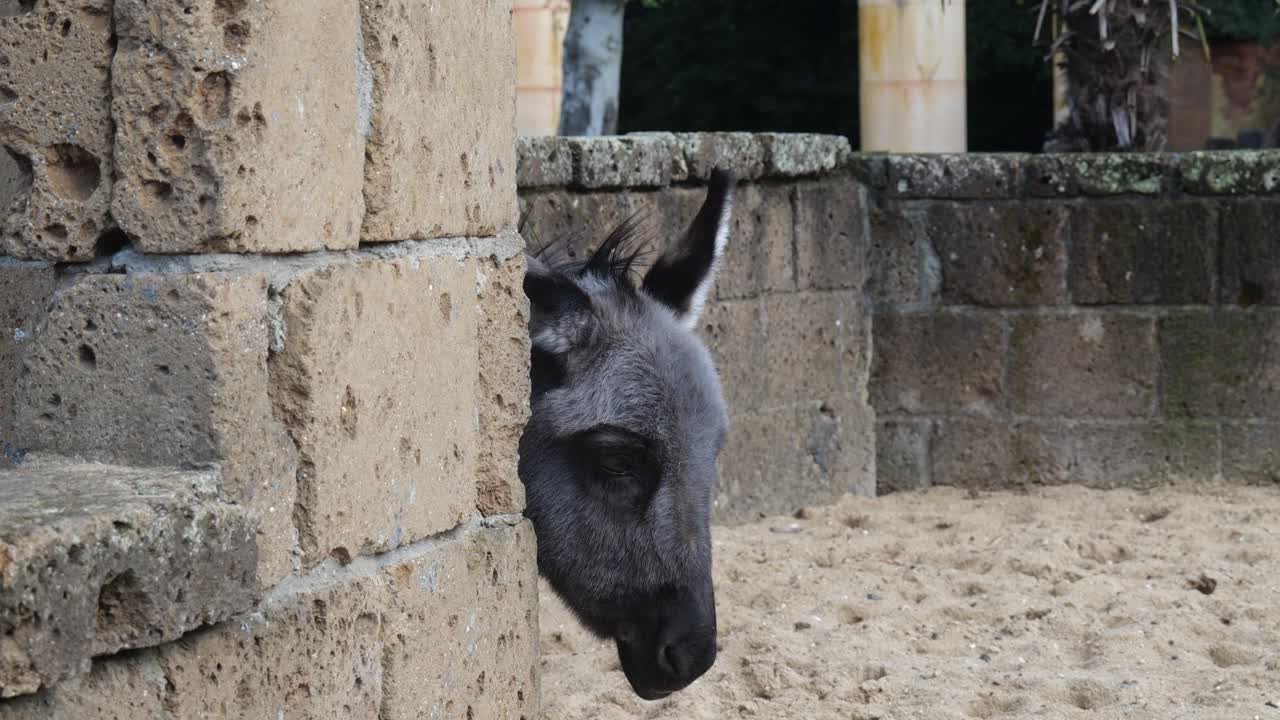 cabeza de un burro con cuerpo detrás de un muro de hormigón en el zoo de amersfoort en los países bajos