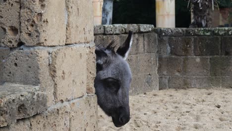 Cabeza-De-Un-Burro-Con-Cuerpo-Detrás-De-Un-Muro-De-Hormigón-En-El-Zoo-De-Amersfoort-En-Los-Países-Bajos