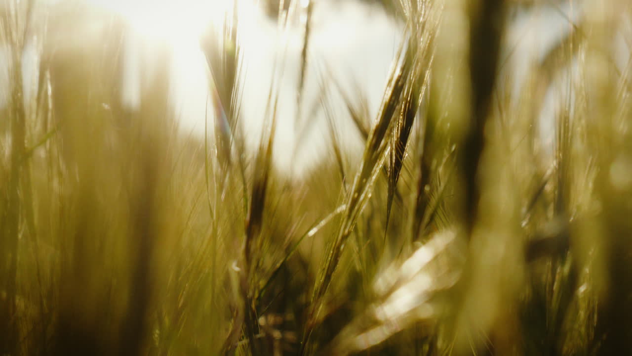 Sunlit barley swaying gently in slow motion. Perfect for nature documentaries and agricultural projects.