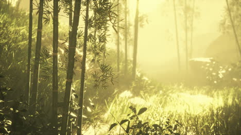 bamboo-trunks-and-sunlight-shines-through-the-walls-of-the-plant-and-fog