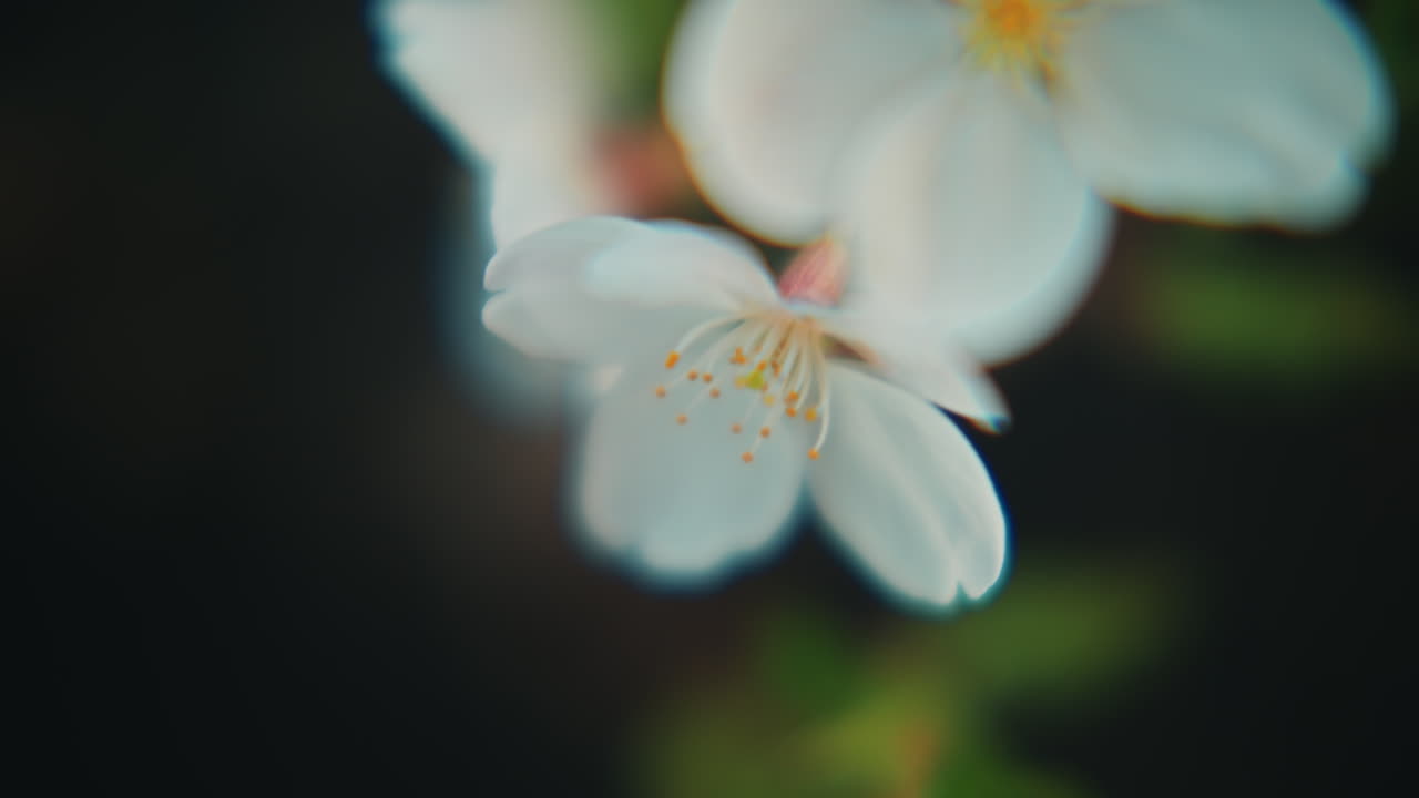 Close-up of a Cherry Blossom