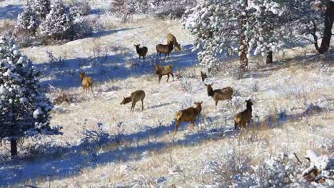 Herd-of-cow-Elk-foraging-and-alert-on-a-snowy-hillside-in-the-Rocky-Mountains-of-Colorado