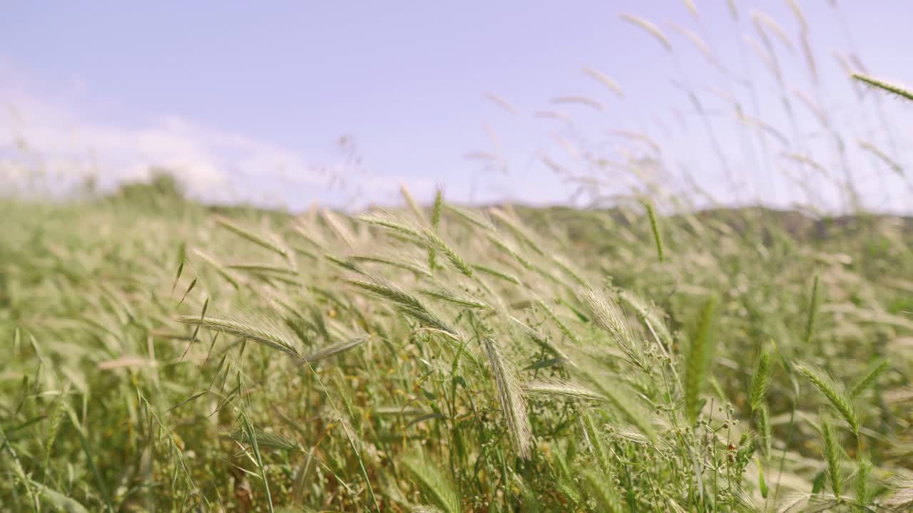 Golden wheat swaying under clear blue sky. nature, summer, harvest and agricultural landscapes.