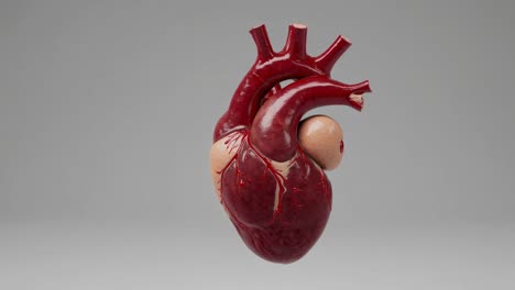 3d model of a human heart