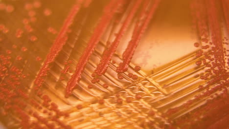 bacterial colonies on agar plate in the laboratory