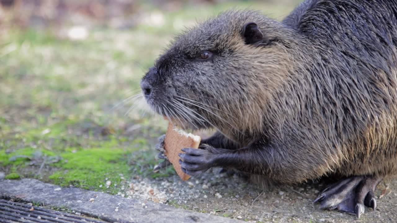 락 옆에서 비스킷을 먹는 뉴트리아