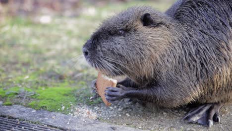 nutria eating biscuit next to a lac