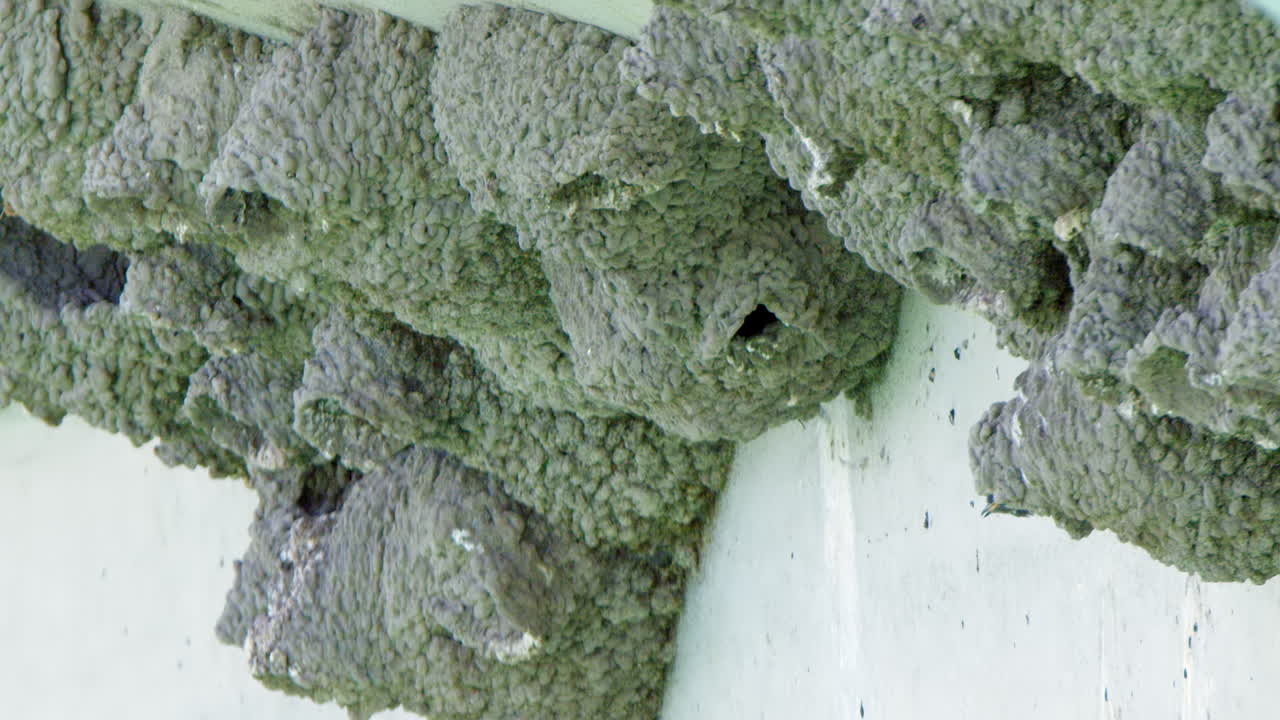 Close up slo mo: Cliff Swallow birds deliver food to mud nest colony