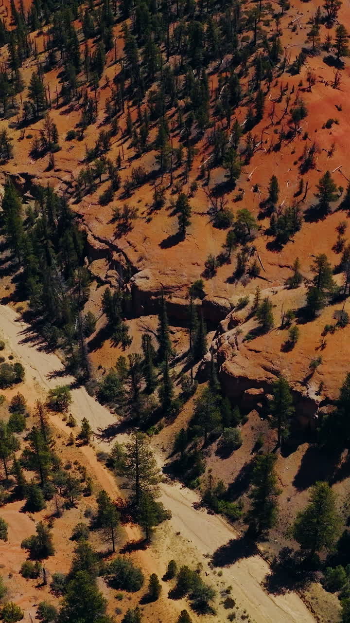 Scarce pine trees growing on the rocky landscape. Drone footage over the Arches National park on sunny day. Vertical video