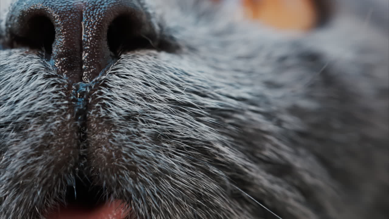 Close up of the intense orange eyes of a grey British Shorthair cat