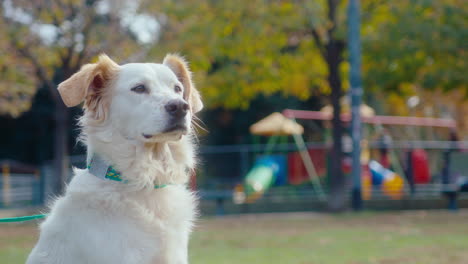 cute dog sitting on green lawn in the park