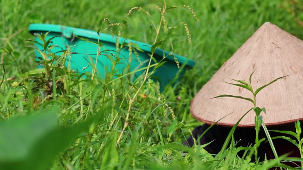 A person wearing a conical hat gathers plants into a blue basket in a lush green field.