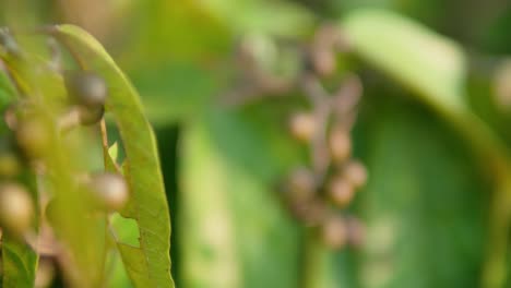 planta de microcos tomentosa con frutos y hojas