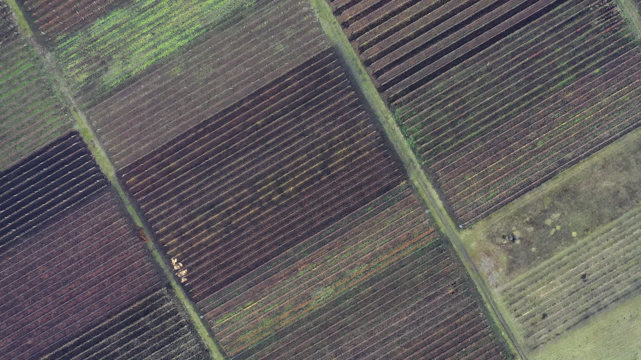 filas de vides de uva con hojas verdes, vista superior