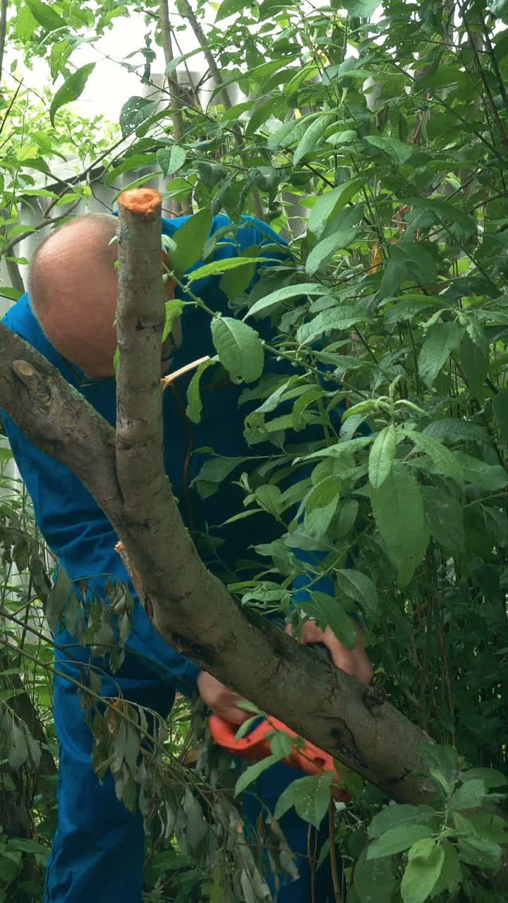 Man pruning a tree branch