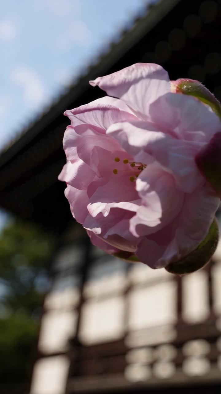 Pink Cherry Blossom Bud and Flower at a Japanese Temple