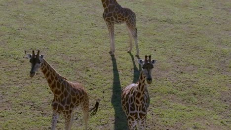 close of a tower of giraffes walking through the grassfields in a sunny day