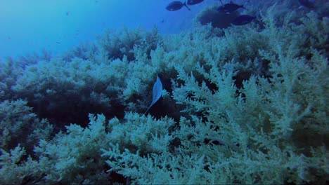 moral eel swimming around reef and long grass in the daytime hunting