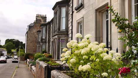 charming street with blooming hydrangeas in aberdour