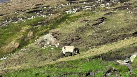 Sheep-grazing-on-top-of-the-beautiful-cliffs-at-Keel-beach-on-Achill-Island,-drone-shot