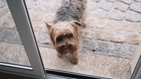 Small-dog-standing-on-stone-pavement-outside,-looking-through-a-glass-door