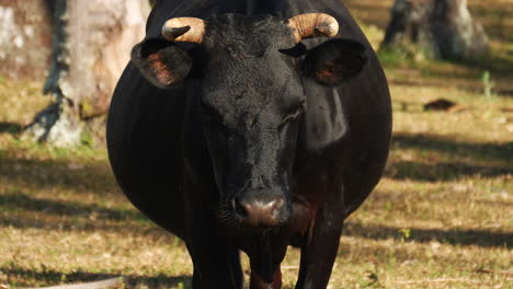 Primer-Plano-De-Vaca-Negra-Andaluza-En-Pastos-Soleados