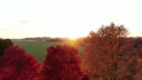 Antena-De-Follaje-De-Otoño-Rojo-Carmesí-Y-Amarillo-Durante-El-Amanecer,-El-Atardecer