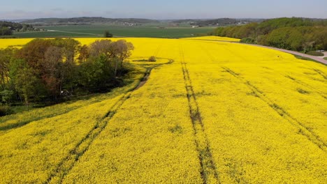 aerial - field of yellow rapeseed flowers next to a road, sweden, forward shot