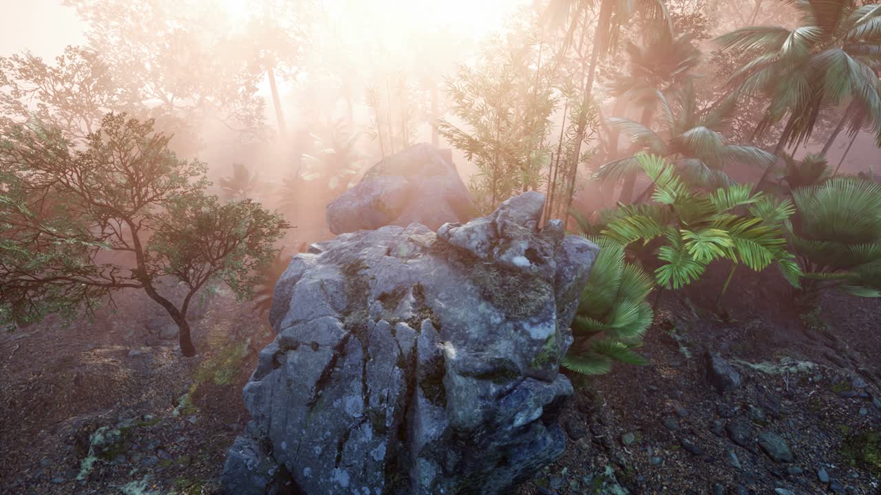 ⁇ 나무 를 가로지르는 해 가 지는 광선