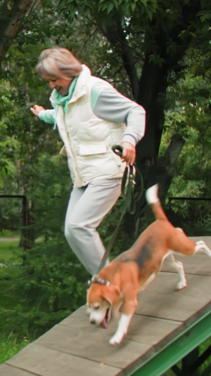 Kind woman encourages lively dog, Older woman softly prompts joyful beagle to come down quickly, Kindhearted elderly lady gently encourages lively dog to leave training area peacefully