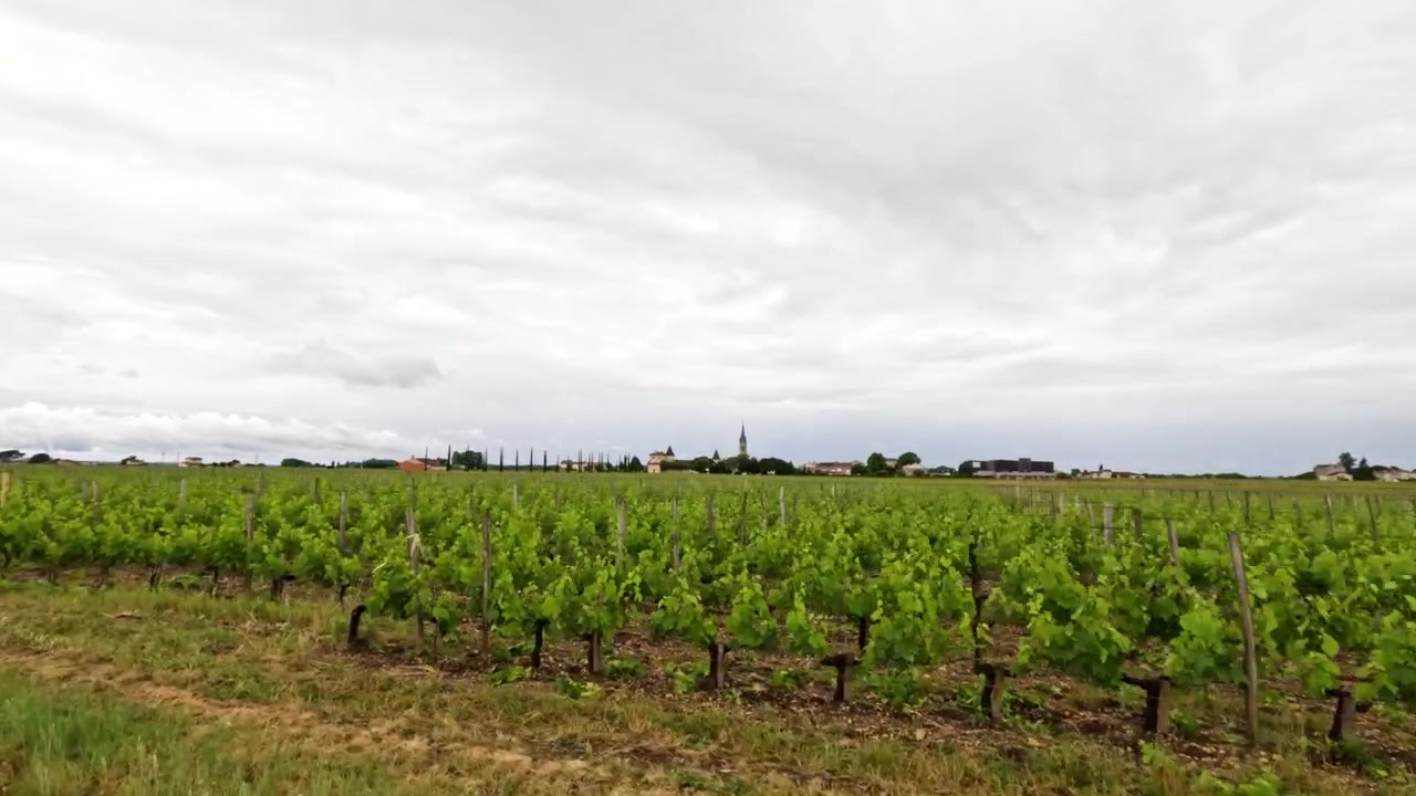 Ampia panoramica di rigogliosi vitigni verdi in un vigneto francese sotto cieli nuvolosi.