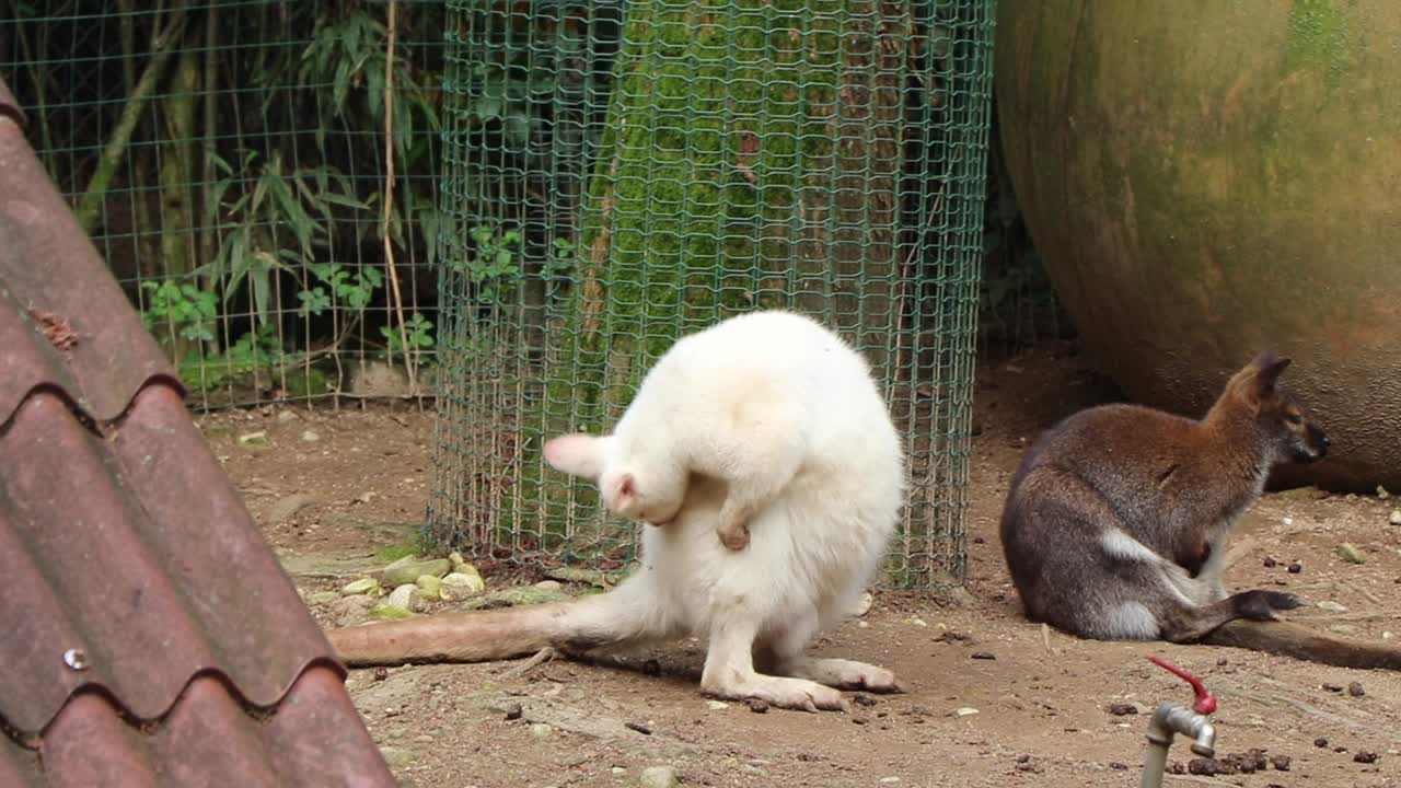 A rare Albino Bennett's Wallaby (Macropus rufogriseus) grooming and licking its white fur in a zoo enclosure