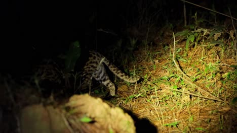 seen in the forest in the middle of the night moving towards the left of the frame as revealed by a flashlight