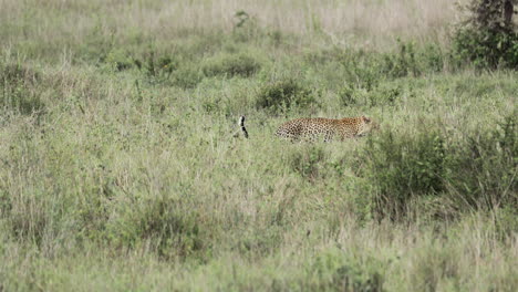 leopardos madre y cachorro caminando por la hierba alta