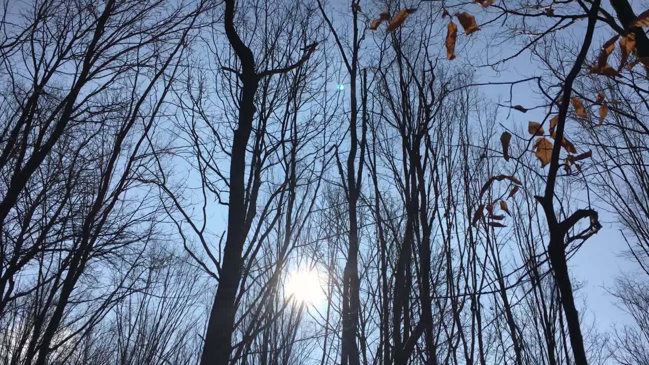 이른 봄에 해가 하늘에 떠 있고 햇빛이 나뭇가지를 통해 들어오는 숲길을 걷고 있다