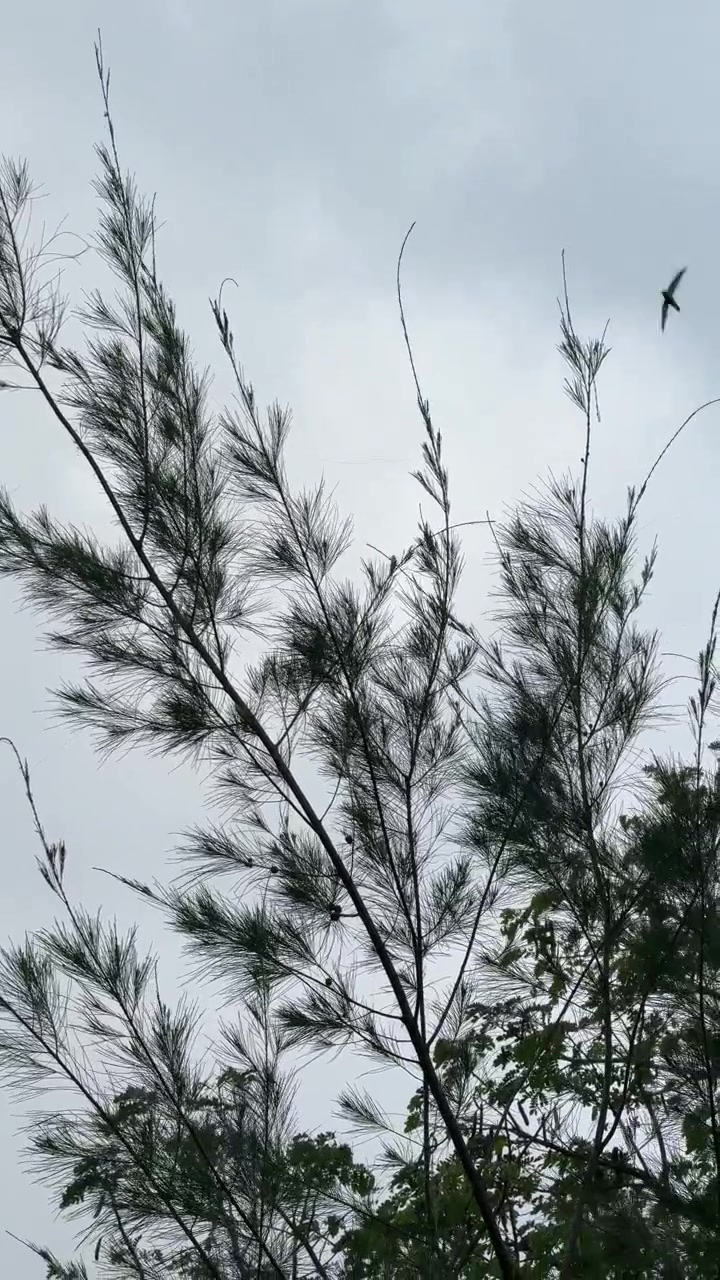 Dahan Pohon Pinus Bergoyang dengan Latar Langit Abu-abu Berawan