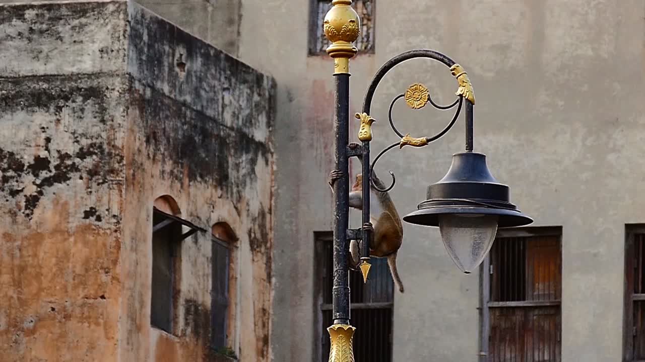 Monkey jumps from the street light to the roof in Varanasi (India) in slow motion