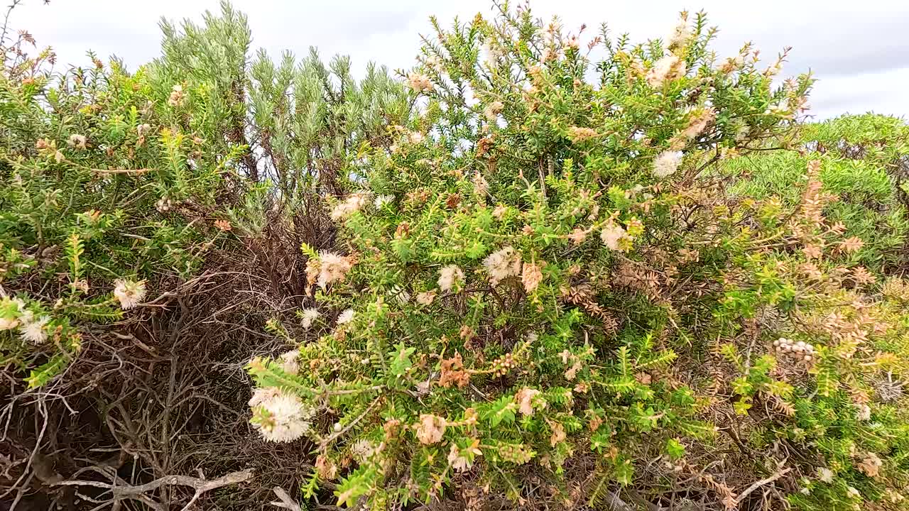 Lush green shrubs sway softly in the coastal breeze at Aireys Inlet, captured in natural daylight with a steady camera