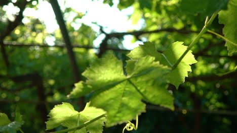 close up isolated shot of vine leaves under a pergola 120fps