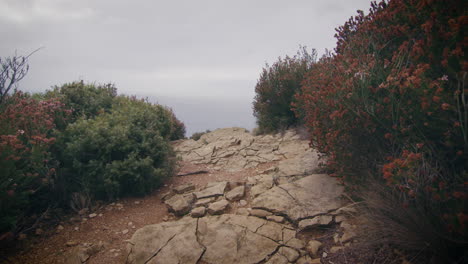 Provence-vegetation,-path-in-mediterranean-scrubland,-thick-shrubbery